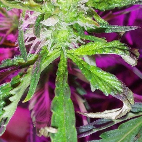 Double Cookies Auto growlog photo: Riego con top candy con 1,5lts de agua.
