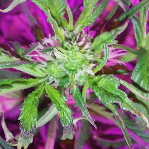 Double Cookies Auto growlog photo: Riego con top candy con 1,5lts de agua.