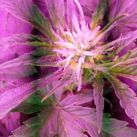 Double Cookies Auto growlog photo: Riego con top candy con 1,5lts de agua.