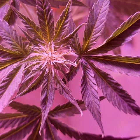 Double Cookies Auto growlog photo: Riego con top candy con 1,5lts de agua.