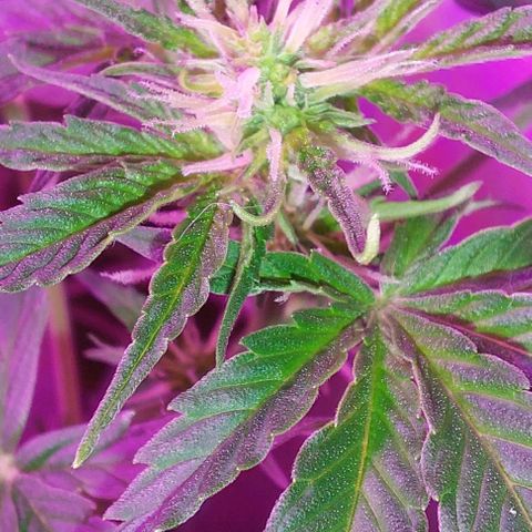 Double Cookies Auto growlog photo: Riego con top candy con 1,5lts de agua.