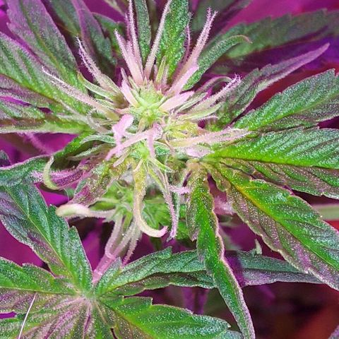 Double Cookies Auto growlog photo: Riego con top candy con 1,5lts de agua.