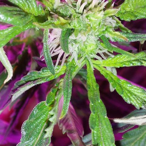 Double Cookies Auto growlog photo: Riego con top candy con 1,5lts de agua.