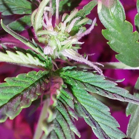 Double Cookies Auto growlog photo: Riego con top candy con 1,5lts de agua.
