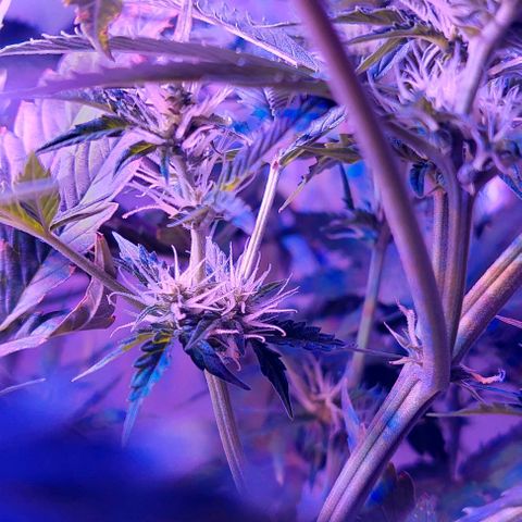 Double Cookies Auto growlog photo: Riego con top candy.
