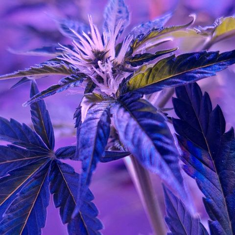 Double Cookies Auto growlog photo: Riego con top candy.