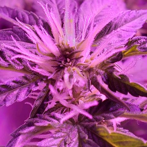 Double Cookies Auto growlog photo: Riego con top candy.