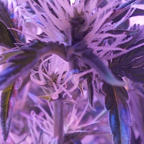 Double Cookies Auto growlog photo: Riego con top candy.