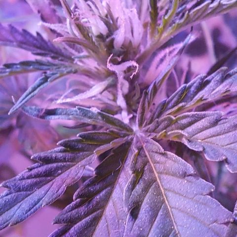 Double Cookies Auto growlog photo: Riego con top candy.