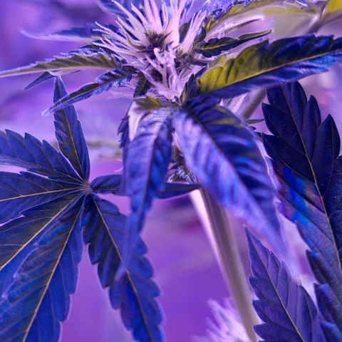 Double Cookies Auto growlog photo: Riego con top candy.