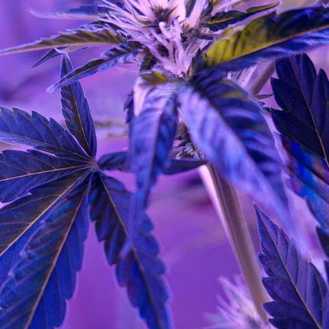 Double Cookies Auto growlog photo: Riego con top candy.