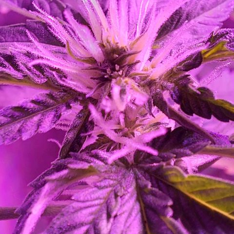 Double Cookies Auto growlog photo: Riego con top candy.