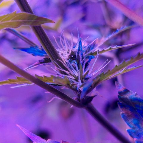 Double Cookies Auto growlog photo: Riego con top candy.
