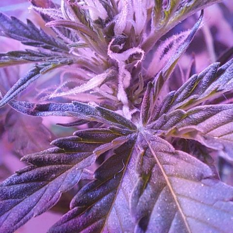 Double Cookies Auto growlog photo: Riego con top candy.