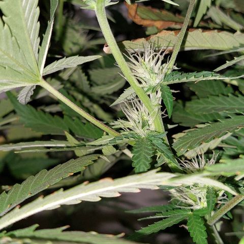 Double Cookies Auto growlog photo: Riego con agua regulada a ph 6.5