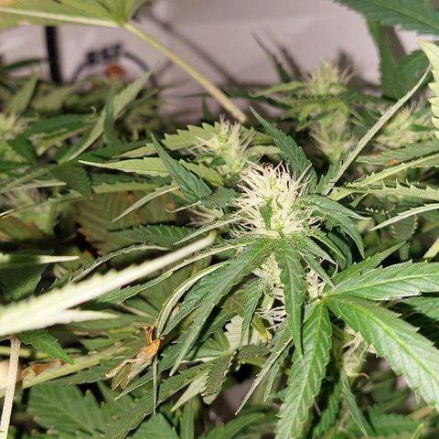Double Cookies Auto growlog photo: Riego con agua regulada a ph 6.5