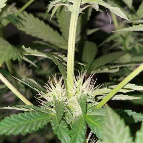 Double Cookies Auto growlog photo: Riego con agua regulada a ph 6.5