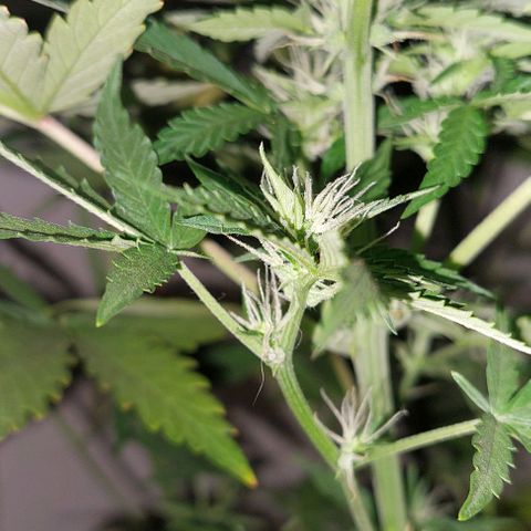Double Cookies Auto growlog photo: Riego con agua regulada a ph 6.5