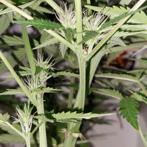 Double Cookies Auto growlog photo: Riego con agua regulada a ph 6.5