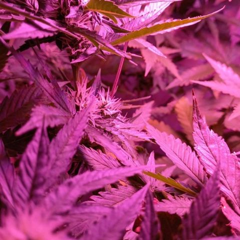 Double Cookies Auto growlog timeline photo