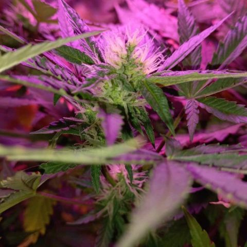 Double Cookies Auto growlog timeline photo