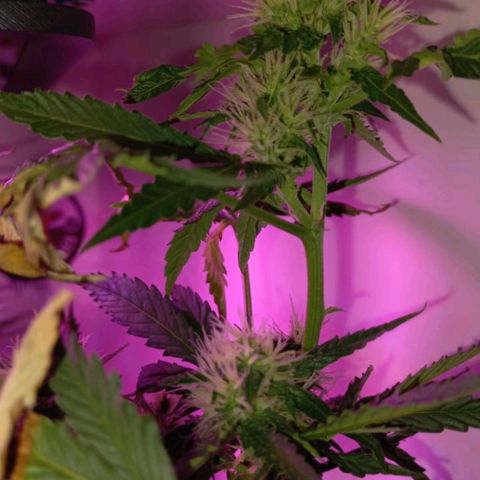 Double Cookies Auto growlog timeline photo