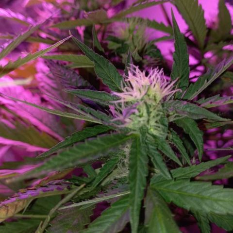 Double Cookies Auto growlog timeline photo
