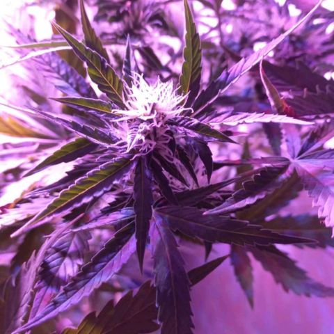 Double Cookies Auto growlog timeline photo