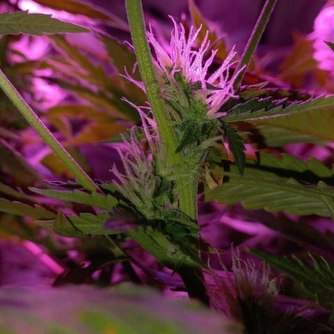 Double Cookies Auto growlog timeline photo