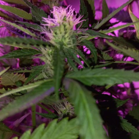Double Cookies Auto growlog timeline photo