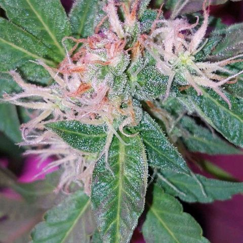 Double Cookies Auto growlog timeline photo