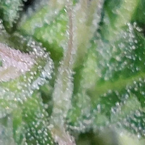 Double Cookies Auto growlog timeline photo