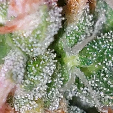 Double Cookies Auto growlog timeline photo