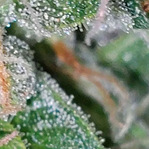 Double Cookies Auto growlog timeline photo