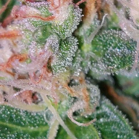 Double Cookies Auto growlog timeline photo