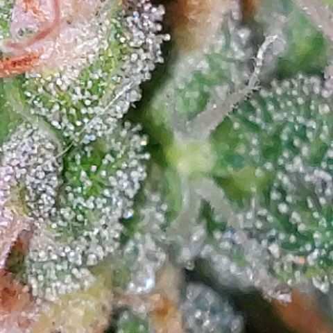 Double Cookies Auto growlog timeline photo
