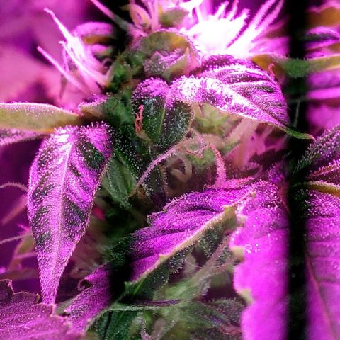 Double Cookies Auto growlog timeline photo