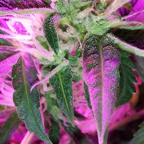 Double Cookies Auto growlog timeline photo