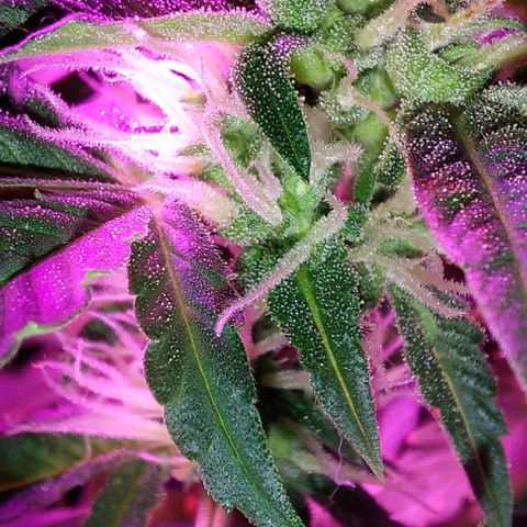 Double Cookies Auto growlog timeline photo