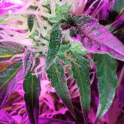 Double Cookies Auto growlog timeline photo