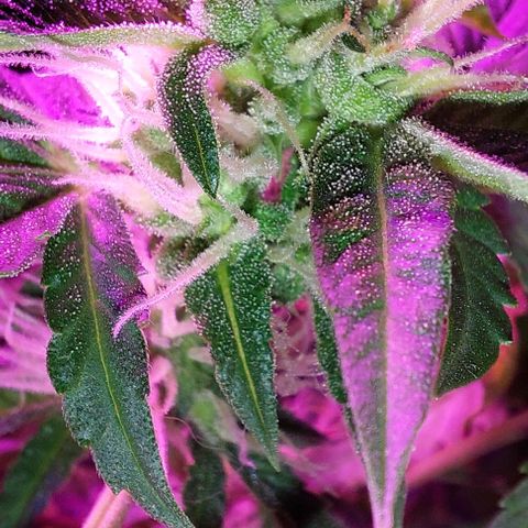 Double Cookies Auto growlog timeline photo