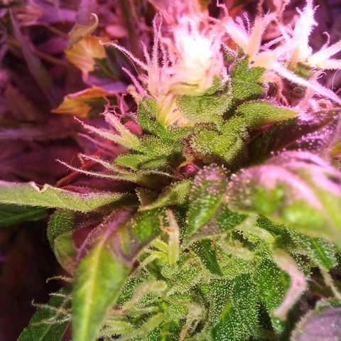 Double Cookies Auto growlog timeline photo