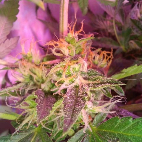 Double Cookies Auto growlog timeline photo