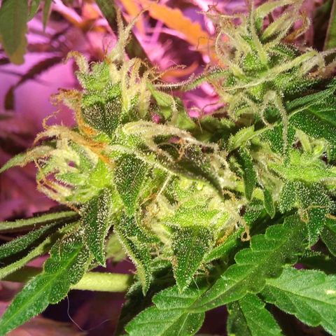 Double Cookies Auto growlog timeline photo