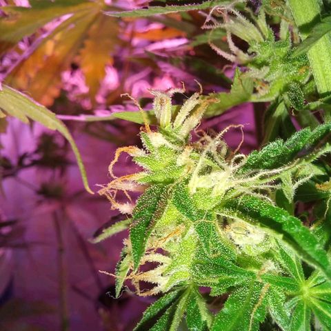 Double Cookies Auto growlog timeline photo