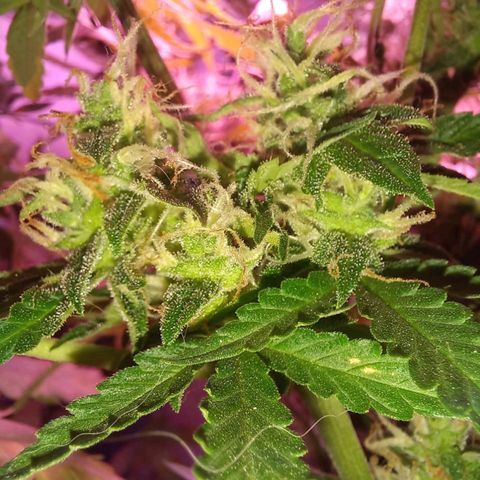 Double Cookies Auto growlog timeline photo