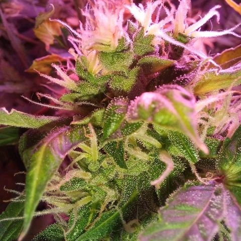 Double Cookies Auto growlog timeline photo
