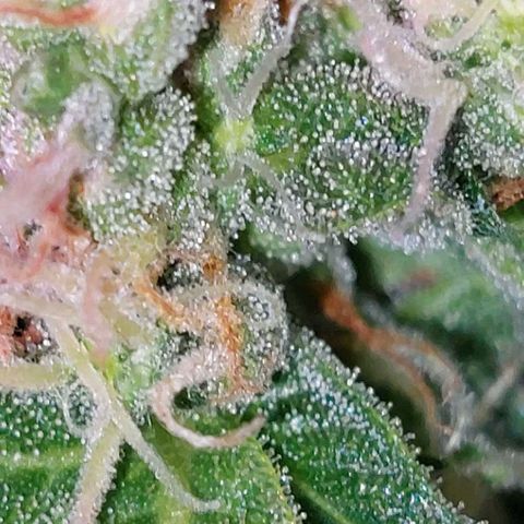 Double Cookies Auto growlog timeline photo