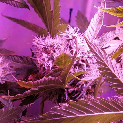 Double Cookies Auto growlog timeline photo