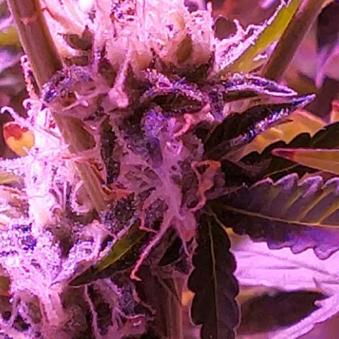 Double Cookies Auto growlog timeline photo